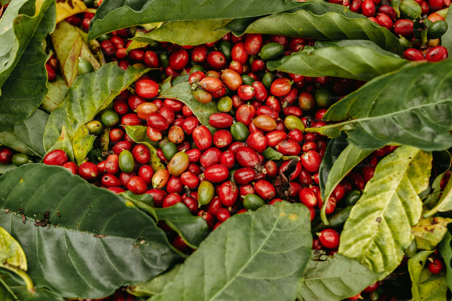World Coffee Sample Pack - 5 Countries Freshly Roasted Specialty Coffee Samples